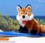 دانلود افزونه جوملا Fox Contact – افزونه فرم تماس جوملا